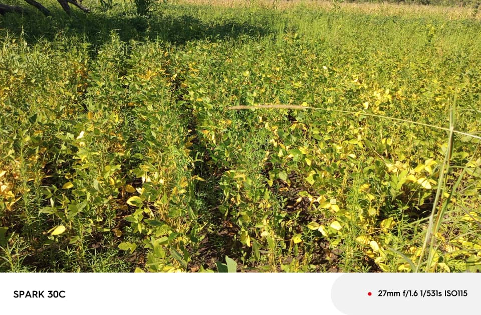 Harvested crops storage